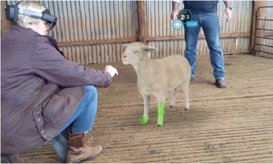 澳大利亚动物卫生局推出 AR 教育应用《 Sheep EAD AR 》