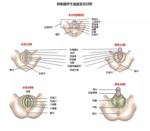 前列腺快感是什么样的 为什么会有前列腺高潮