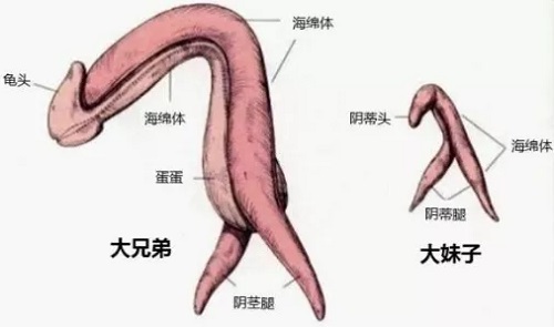 前列腺快感是什么样的 为什么会有前列腺高潮