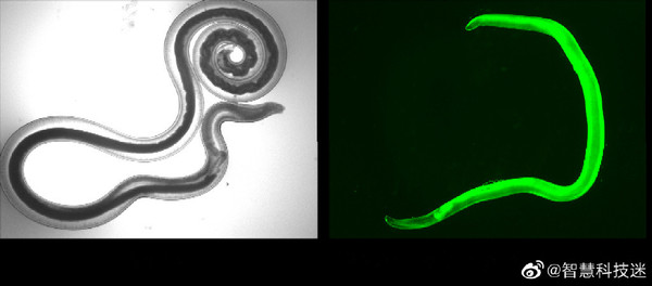 吃蠕虫还能治疗癌症？日本科学家利用蠕虫杀死癌细胞