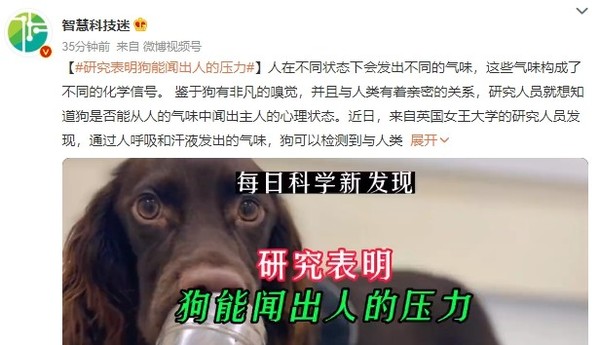 研究表明狗能闻出人的压力 网友：嗅觉灵敏的人可以吗