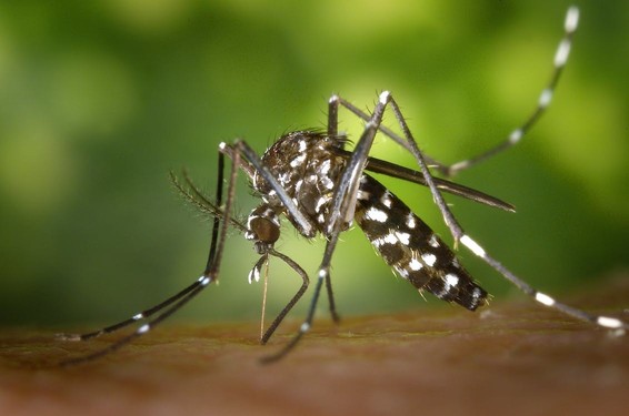想让蚊子“断子绝孙”还不传播病毒？转基因试验或可行