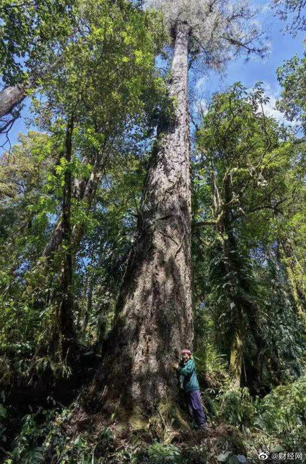 要上天！中国大陆最高的树被发现：76.8米 猜猜在哪？