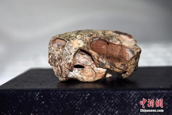 重大发现！中国首次发现2.55亿年前真钱伯兽化石