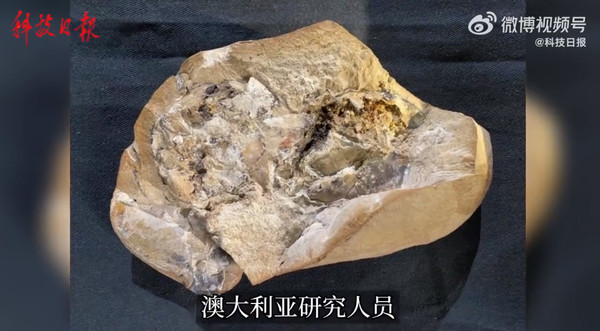 3.8亿年！科学家发现迄今最古老的心脏 保存太完整了