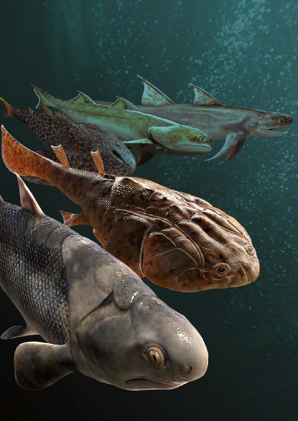 中国科学家证实人类是从鱼进化来的 进化持续近5亿年