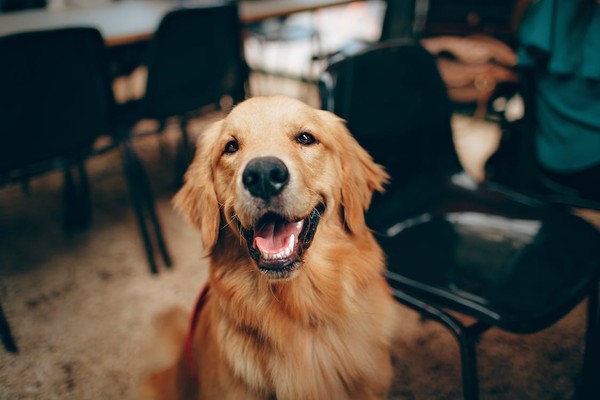 研究表明狗能闻出人的压力 网友：嗅觉灵敏的人可以吗