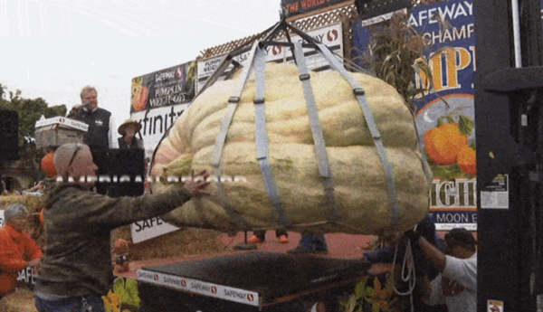 这是怎么种出来的？美国亮相重量超1吨的超大南瓜