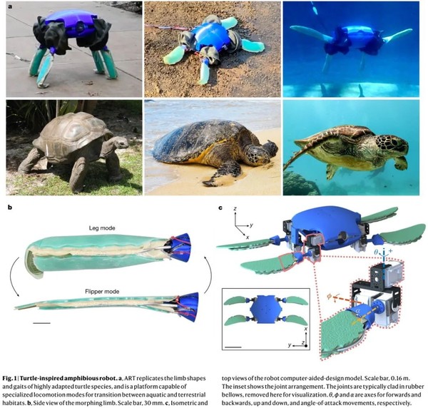 耶鲁两栖机器龟登上自然杂志封面 可变形 能爬行游泳