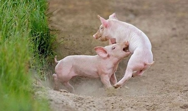 最新研究：猪可以劝架 越亲密越不易和解 网友评论乐了
