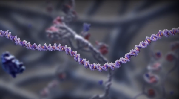 科学家发现某种基因突变能显著延长寿命 可人为操控？