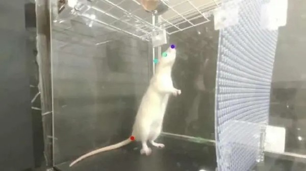 研究表明老鼠天生会跳舞 网友：而我天生四肢不协调