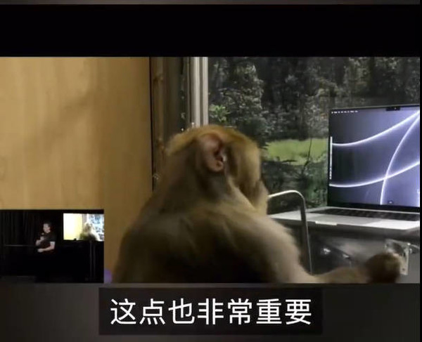 马斯克展示猴子用大脑芯片打字 这下是真的程序猿了