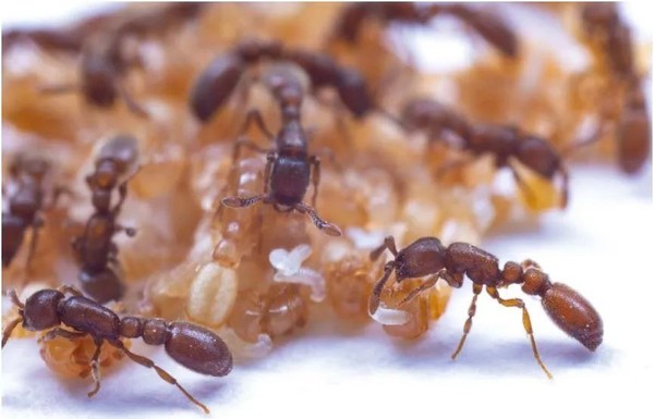 惊了！研究发现蚂蚁竟也产奶 难道它也是哺乳动物？