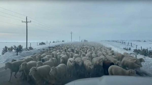 6000只羊“霸占”公路 你永远不知道前面因为啥情况堵车