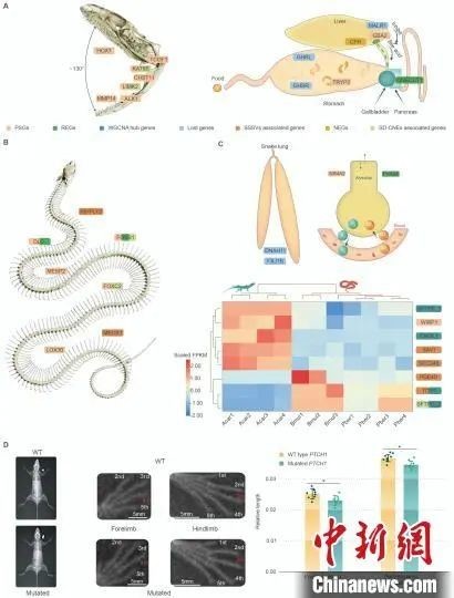 蛇为什么会没有腿？中国科学家研究后有了最新发现