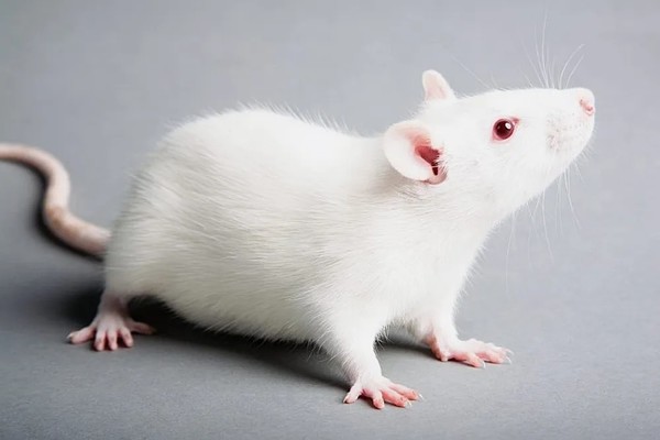 谷歌与研究团队合作解析老鼠大脑 进而破解人脑谜题