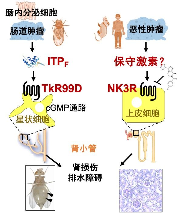 武汉大学宋威和叶旭军团队Nature发文揭示肿瘤与肾脏互作的新机制