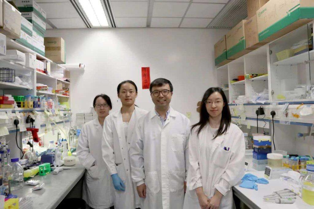 香港科技大学研究揭示IGF2分泌通路如何调控肌肉干细胞分化机制